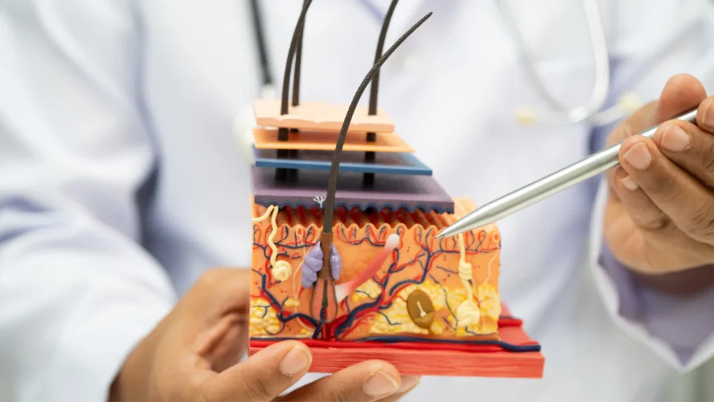 Model of the Layers of the skin being pointed out by a professional