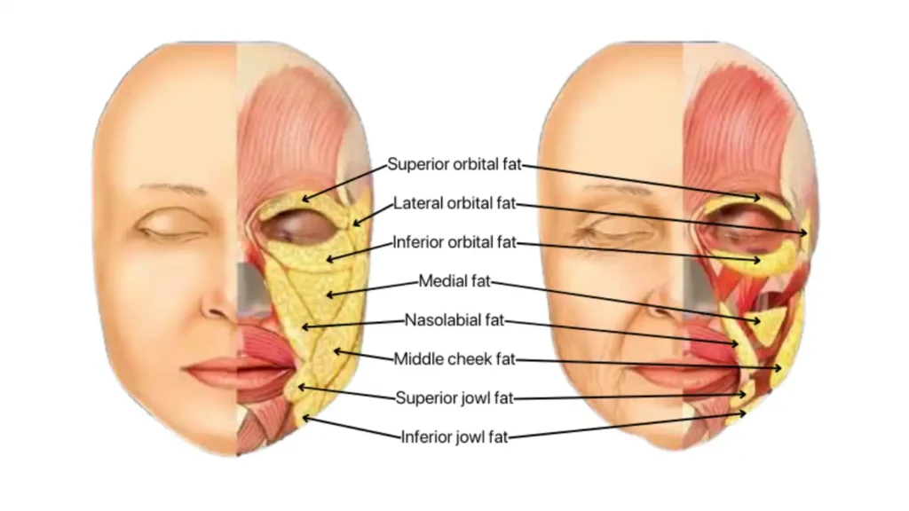 Anatomy of the face