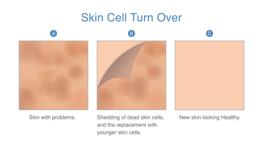 Skin Cell turn over